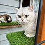 Archie is registered to the contest to win money with this photo: animal, artificial_grass, cat, closeup, curious, daylight, feline, fur, green_eyes, home, nature, outdoor, pet, relaxing, resting, shelf, two_cats, whiskers, window, wooden_wall