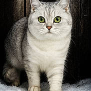 Archie joined the competition — help win amazing prizes! alert, animal, cat, closeup, curious, cute, feline, fur, green_eyes, mammal, nature, outdoor, pet, portrait, silver_tabby, snow, standing, whiskers, winter, wooden_background