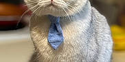 Archie is registered to the contest to win money with this photo: animal, cat, closeup, cute, domestic_cat, face, feline, focused, fur, green_eyes, household, indoor, looking_at_camera, pet, portrait, sitting, tie, tie_accessory, whiskers, white_cat