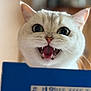 Archie is registered to the contest to win money with this photo: adorable, animal, blue_object, blurred_background, cat, close_up, curious, cute, expression, face, fangs, feline, indoor, mouth_open, pet, playful, tabby, whiskers, white_cat, wide_eyes