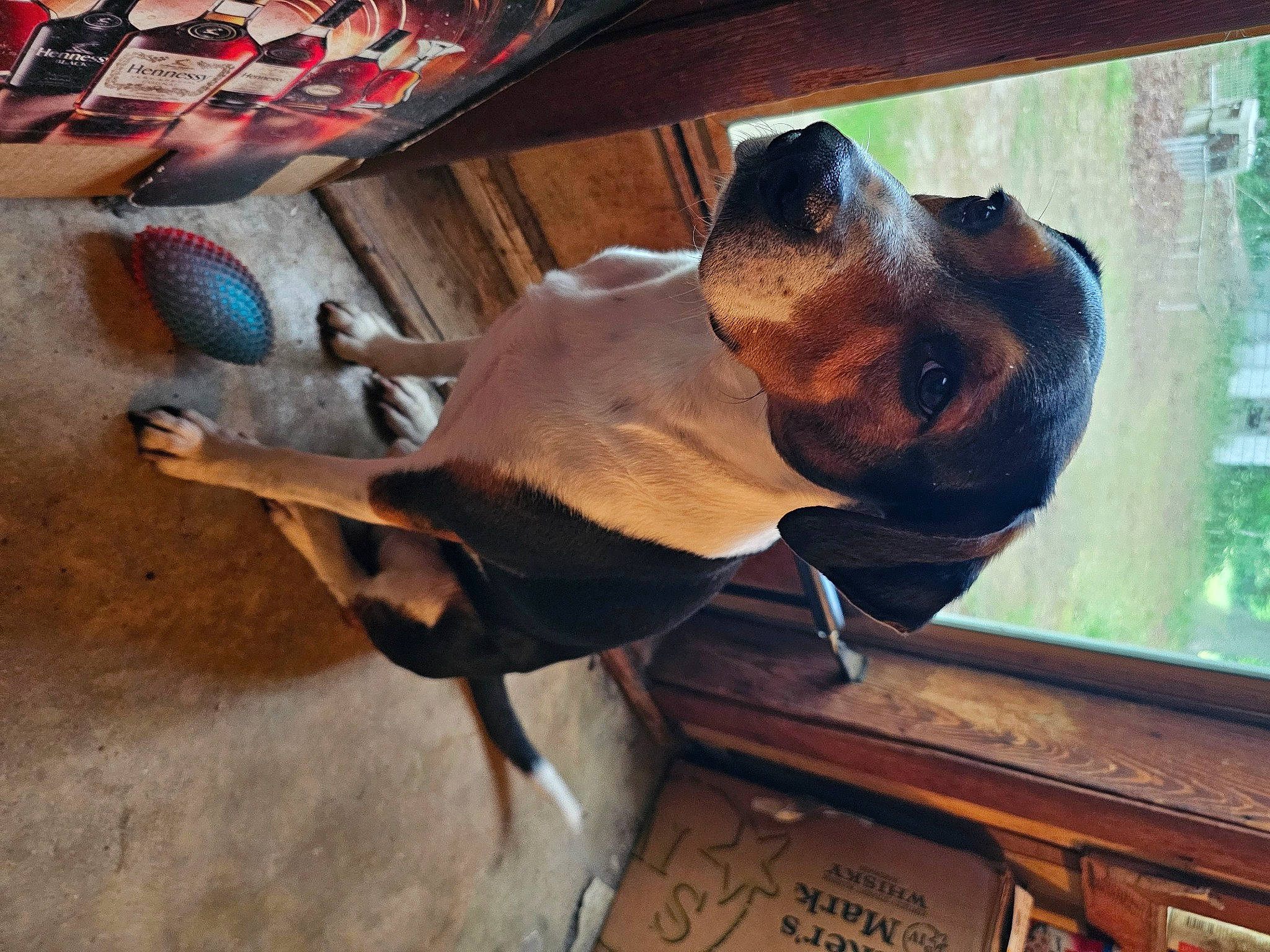 Oreo is registered to the contest to win money with this photo: canidae, carnivore, collar, companion_dog, dog, dog_breed, dog_collar, dog_supply, door, ear, fawn, liver, mammal, pet_supply, snout, sporting_group, vertebrate, window, wood, working_animal