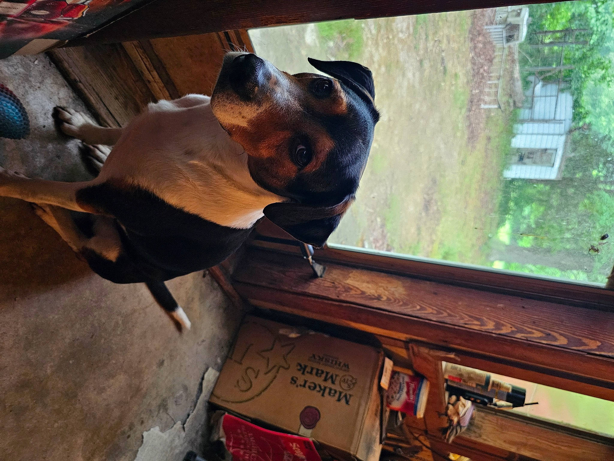 Oreo joined the competition — help win amazing prizes! auto_part, automotive_exterior, bumper, carnivore, dog_breed, door, fawn, gas, hat, machine, metal, motor_vehicle, plant, snout, terrestrial_animal, vehicle_door, window, windshield, wood, working_animal