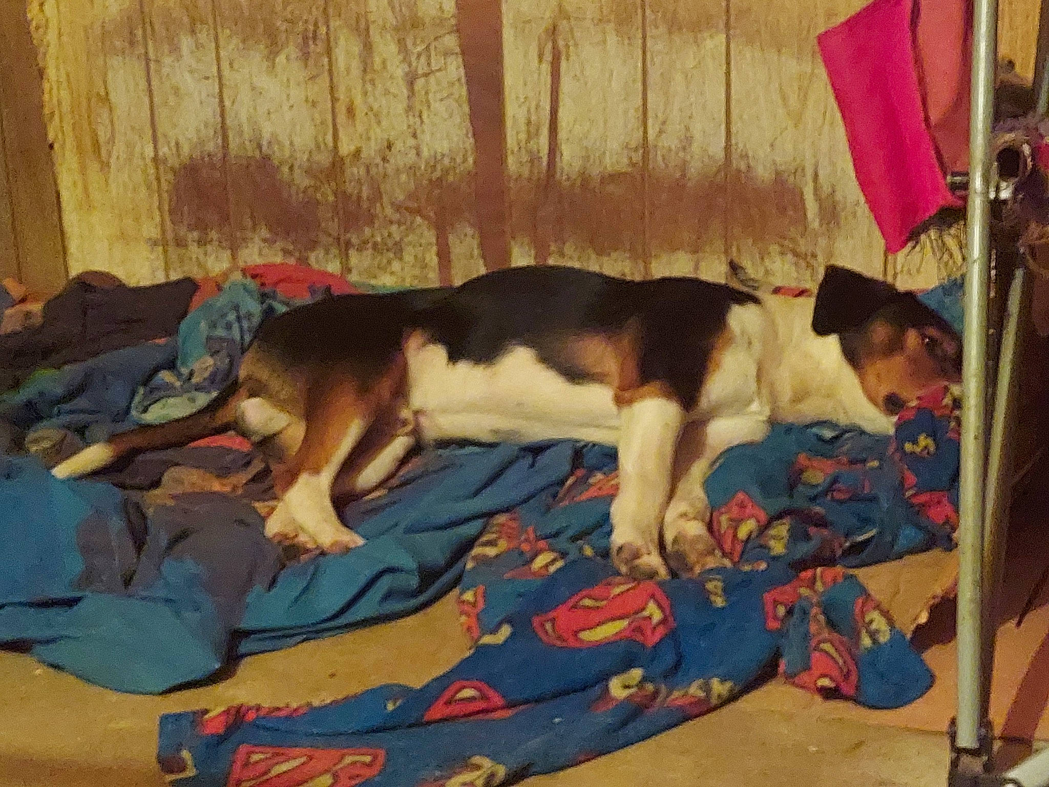 Oreo is registered to the contest to win money with this photo: canidae, carnivore, comfort, companion_dog, couch, dog, dog_breed, dog_supply, fawn, fence, flag, flooring, linens, mammal, non_sporting_group, room, sporting_group, tail, working_animal, working_dog