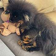 Rocket participe au concours pour gagner de l'argent avec cette photo : dog, puppy, fluffy, black, tan, couch, toy, teddy_bear, pillow, sleeping, cozy, indoor, pet, fur, cute, resting, animal, companion, soft, relaxation
