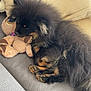 dog, puppy, fluffy, black, tan, couch, toy, teddy_bear, pillow, sleeping, cozy, indoor, pet, fur, cute, resting, animal, companion, soft, relaxation