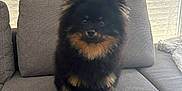 Rocket a rejoint le concours — aidez-le/la à gagner de superbes lots ! dog, pomeranian, pet, animal, fluffy, black, tan, couch, sofa, indoor, curtains, furniture, sitting, looking, cute, small, companion, domestic, cozy, portrait