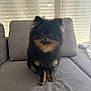 dog, pomeranian, pet, animal, fluffy, black, tan, couch, sofa, indoor, curtains, furniture, sitting, looking, cute, small, companion, domestic, cozy, portrait