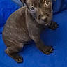 puppy, dog, black_dog, pet, animal, blanket, blue_blanket, indoor, floor, tile_floor, cute, young, looking_up, small, sitting, fur, ears, eyes, nose, cozy