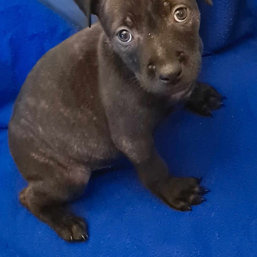Bella participe au concours pour gagner de l'argent avec cette photo : puppy, dog, black_dog, pet, animal, blanket, blue_blanket, indoor, floor, tile_floor, cute, young, looking_up, small, sitting, fur, ears, eyes, nose, cozy