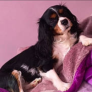 Spice is registered to the contest to win money with this photo: animal, black, blanket, brown, canine, cavalier_king_charles_spaniel, cute, dog, fur, indoor, pet, pink, portrait, pose, puppy, purple, relaxed, soft, tricolor, white