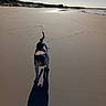 animal, beach, canine, coastline, daytime, dog, empty_beach, landscape, nature, outdoor, pet, playful, sand, shadow, shore, sky, summer, sunlight, walking, water