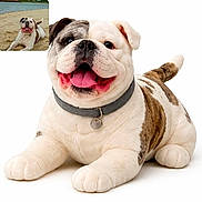 Django participe au concours pour gagner de l'argent avec cette photo : animal, beach, bulldog, collar, comparison, cute, dog, inset_photo, lying_down, pet, plush_toy, real_dog, sand, smiling, stuffed_animal, tag, tongue, toy_dog, water, white_background