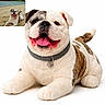 animal, beach, bulldog, collar, comparison, cute, dog, inset_photo, lying_down, pet, plush_toy, real_dog, sand, smiling, stuffed_animal, tag, tongue, toy_dog, water, white_background