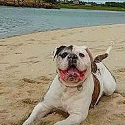 Django a rejoint le concours — aidez-le/la à gagner de superbes lots ! dog, bulldog, beach, sand, water, shore, coast, sea, happy, tongue_out, collar, pet, canine, playful, smile, close_up, outdoors, summer, rock, relaxed