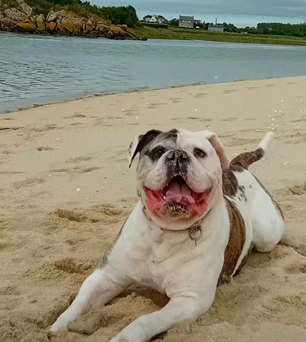 Django a rejoint le concours — aidez-le/la à gagner de superbes lots ! dog, bulldog, beach, sand, water, shore, coast, sea, happy, tongue_out, collar, pet, canine, playful, smile, close_up, outdoors, summer, rock, relaxed