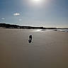 Django participe au concours pour gagner de l'argent avec cette photo : animal, beach, clouds, coast, daytime, dog, empty, footprints, landscape, nature, outdoor, pet, quiet, sand, shadow, shore, sky, solitude, sunlight, walking