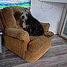 dog, armchair, indoor, furniture, flooring, curtain, striped_pattern, brown, black, white, pet, cozy, scruffy, living_room, seated, wood_floor, decor, relaxed, household, companion