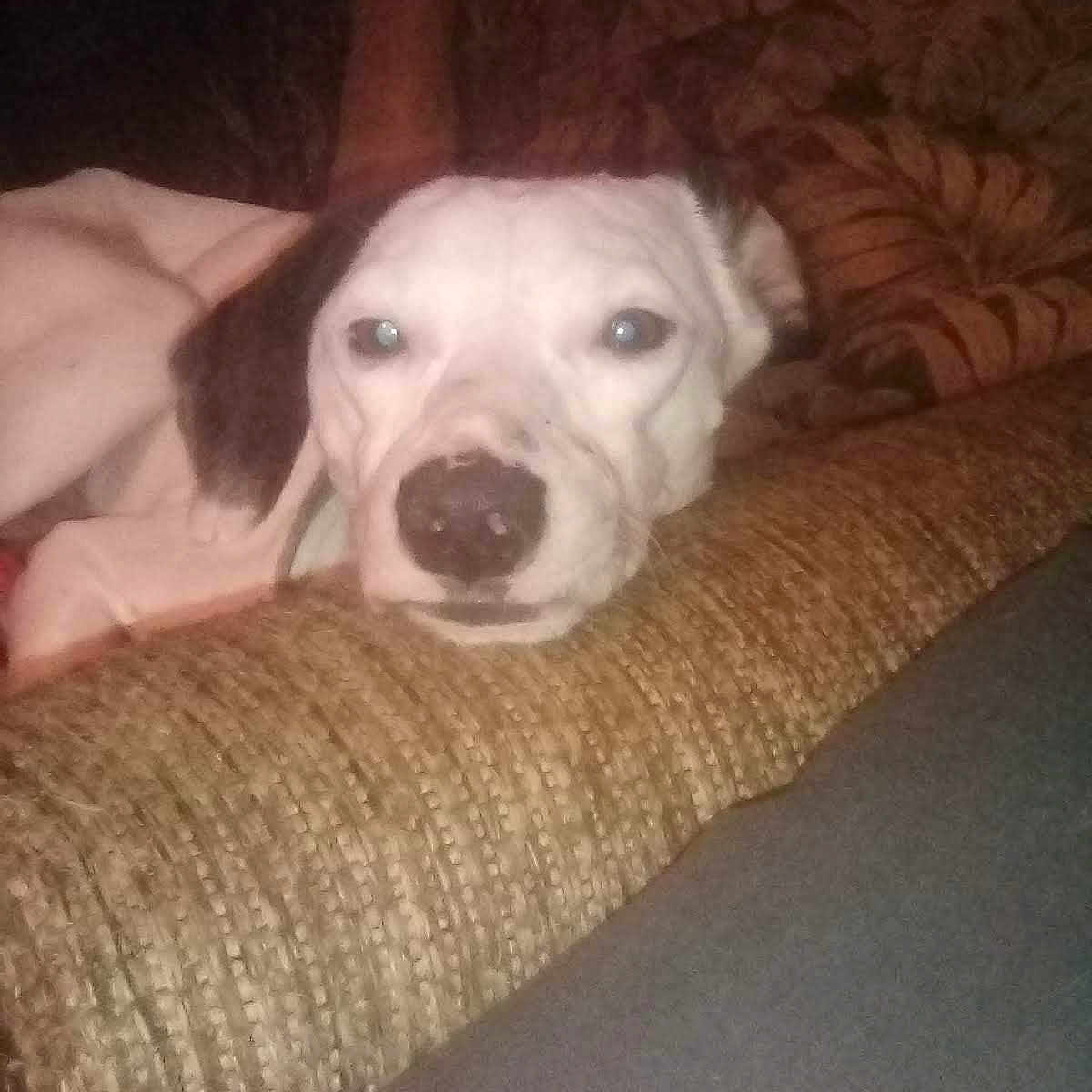 Snoopy
