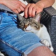 Luna participe au concours pour gagner de l'argent avec cette photo : cat, person, hand, denim_shorts, lap, outdoor, sunlight, resting, pet, feline, relaxation, comfort, scratching, fur, texture, casual_clothing, wicker_chair, skin, closeup, companionship