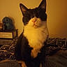 cat, tuxedo_cat, pet, indoor, bed, blanket, pattern, furniture, plush_toy, drawer, cozy, warm_lighting, black_and_white, whiskers, ears, sitting, fur, animal, cute, domestic_cat
