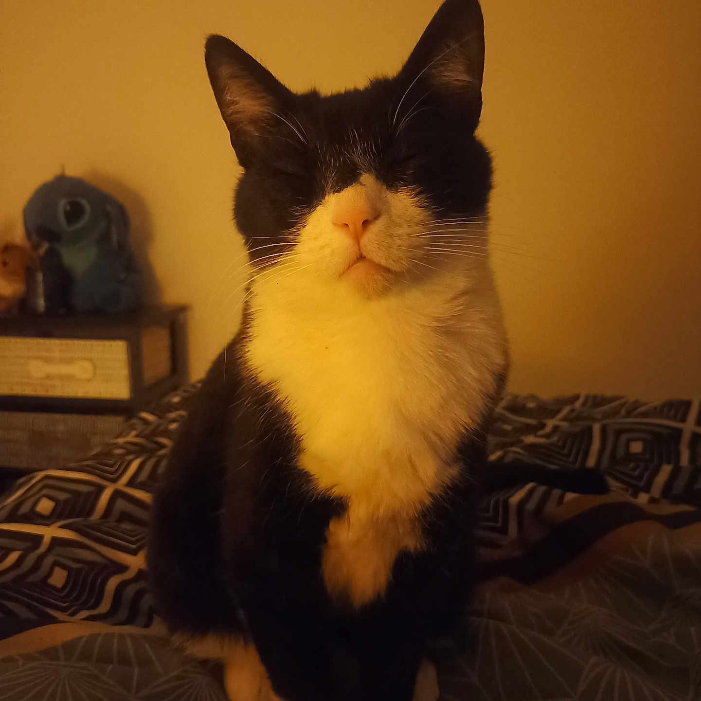 Ezio participe au concours pour gagner de l'argent avec cette photo : cat, tuxedo_cat, pet, indoor, bed, blanket, pattern, furniture, plush_toy, drawer, cozy, warm_lighting, black_and_white, whiskers, ears, sitting, fur, animal, cute, domestic_cat