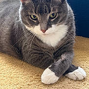 Smokey joined the competition — help win amazing prizes! cat, gray_cat, white_paws, green_eyes, carpet, indoor, pet, feline, cute, whiskers, resting, crossed_paws, close_up, domestic_cat, animal, fur, mammal, portrait, relaxed, home