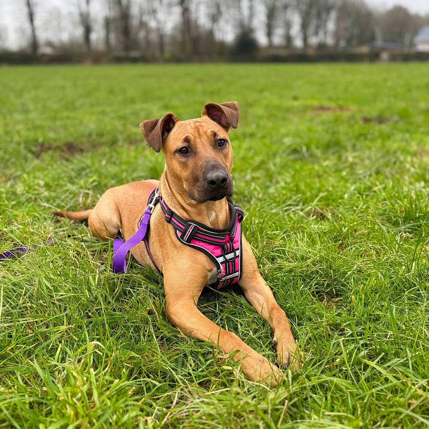 Nala participe au concours pour gagner de l'argent avec cette photo : accessories, animal, boxer, bulldog, canine, dog, ground, hound, person, pet, policedog, puppy, racket, sitting, snout, sport, strap, tennis, tennisracket, walkingdog