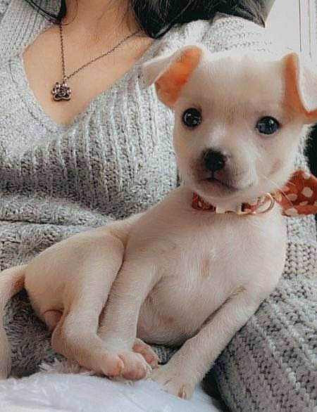 Tooties joined the competition — help win amazing prizes! carnivore, chest, companion_dog, dog, dog_breed, ear, eye, eyelash, fawn, fur, jewellery, neck, nose, pattern, skin, snout, toy_dog, trunk, whiskers, working_animal