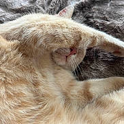 Scotti participe au concours pour gagner de l'argent avec cette photo : cat, orange_cat, pet, sleeping, paw, fur, whiskers, nose, blanket, cozy, resting, cute, animal, mammal, indoor, close_up, relaxation, soft_texture, feline, nap