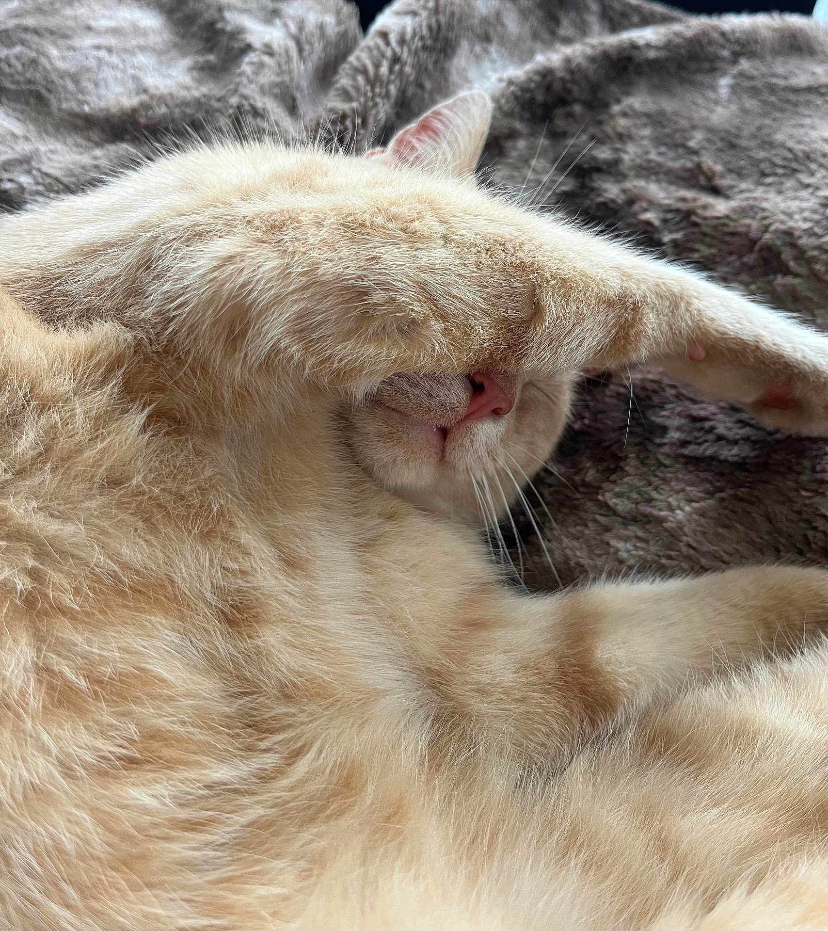 Scotti participe au concours pour gagner de l'argent avec cette photo : cat, orange_cat, pet, sleeping, paw, fur, whiskers, nose, blanket, cozy, resting, cute, animal, mammal, indoor, close_up, relaxation, soft_texture, feline, nap