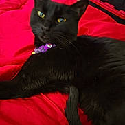 Vanta is registered to the contest to win money with this photo: black_cat, cat, pet, animal, purple_collar, red_blanket, indoor, feline, whiskers, tail, relaxed, lying_down, close_up, fur, domestic_cat, yellow_eyes, collar_tag, bed, cozy, resting