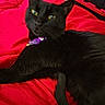 black_cat, cat, pet, animal, purple_collar, red_blanket, indoor, feline, whiskers, tail, relaxed, lying_down, close_up, fur, domestic_cat, yellow_eyes, collar_tag, bed, cozy, resting