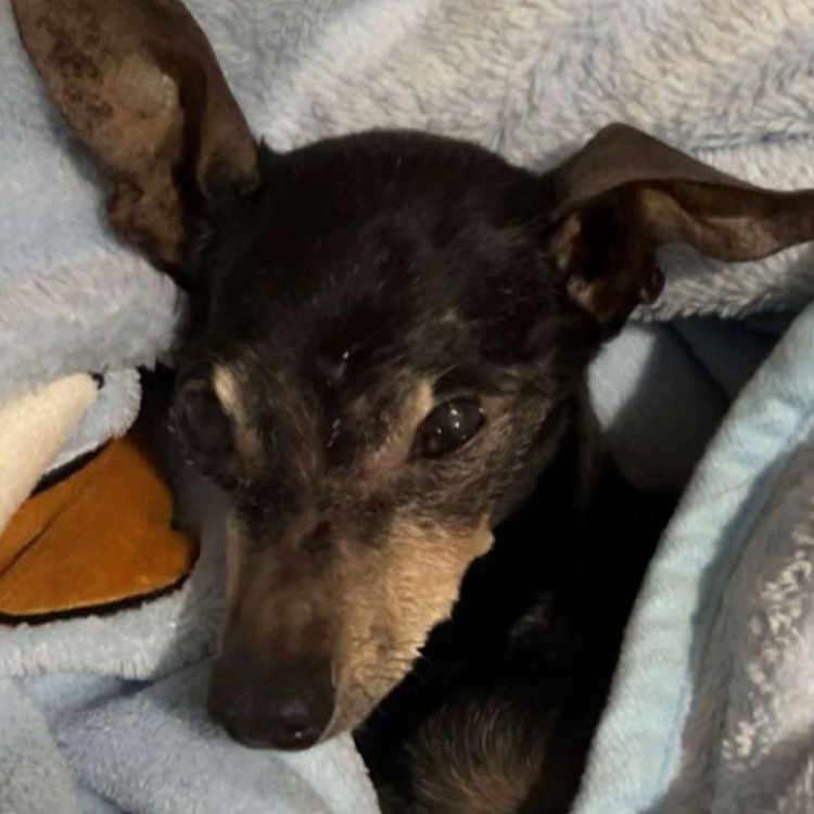 Youcki a rejoint le concours — aidez-le/la à gagner de superbes lots ! animal, black, blanket, closeup, comfort, cozy, cute, dog, ears, fur, indoor, muzzle, pet, portrait, relaxed, resting, sleepy, snuggled, soft, warm