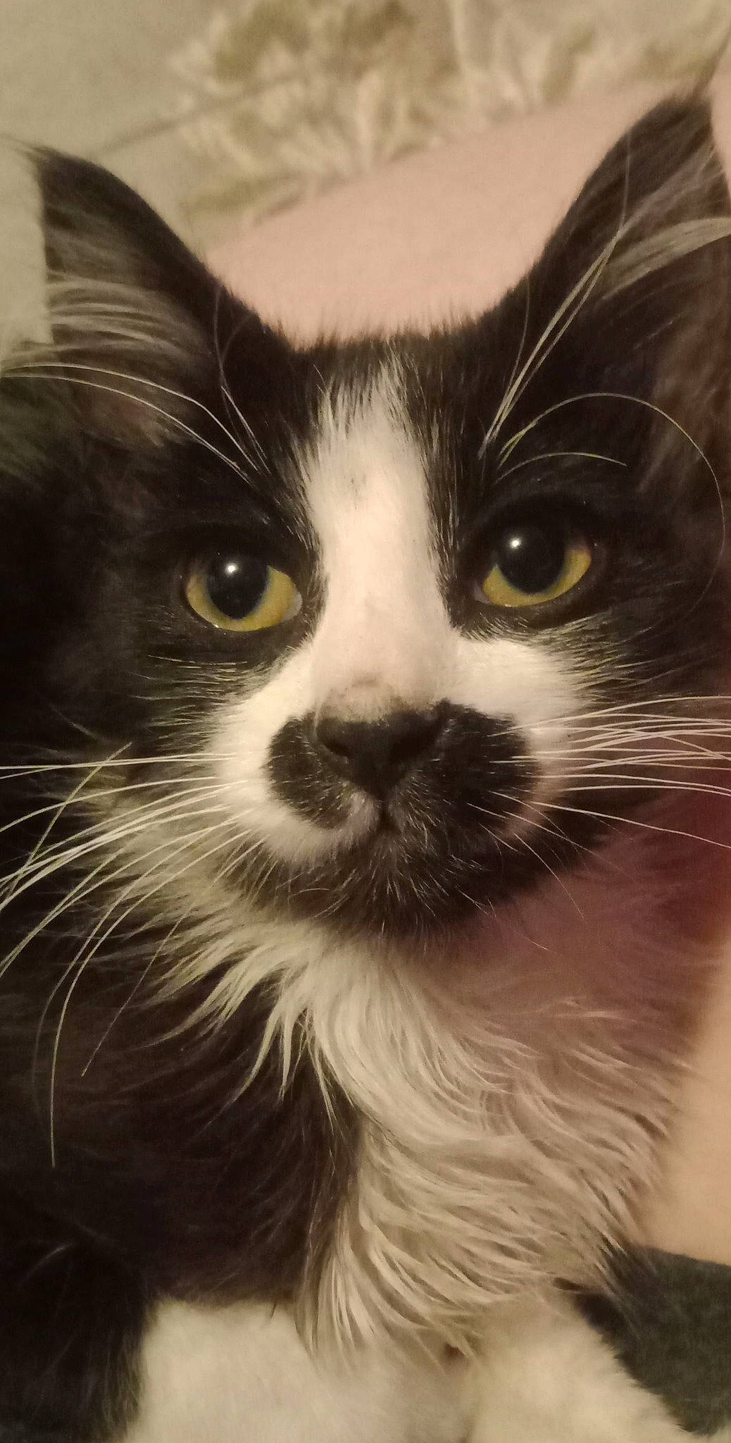 Kitler is registered to the contest to win money with this photo: american_wirehair, black_and_white, black_cat, carnivore, cat, close_up, domestic_long_haired_cat, domestic_short_haired_cat, eye, felidae, fur, kitten, mammal, norwegian_forest_cat, nose, photography, small_to_medium_sized_cats, snout, whiskers