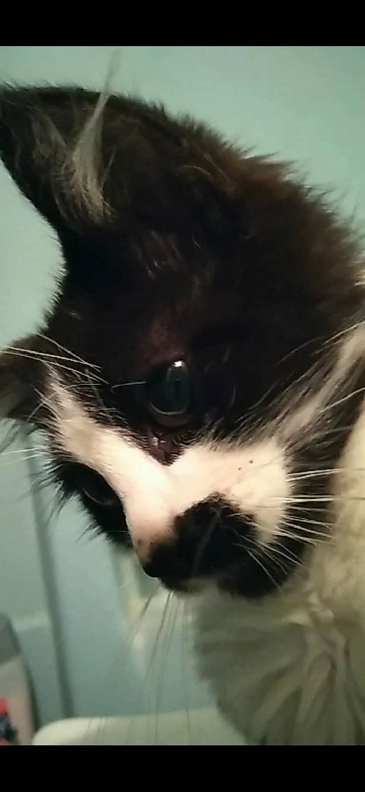 Kitler joined the competition — help win amazing prizes! black_and_white, canidae, carnivore, cat, close_up, companion_dog, dog_breed, ear, eye, felidae, fur, japanese_chin, mammal, nose, small_to_medium_sized_cats, snout, whiskers