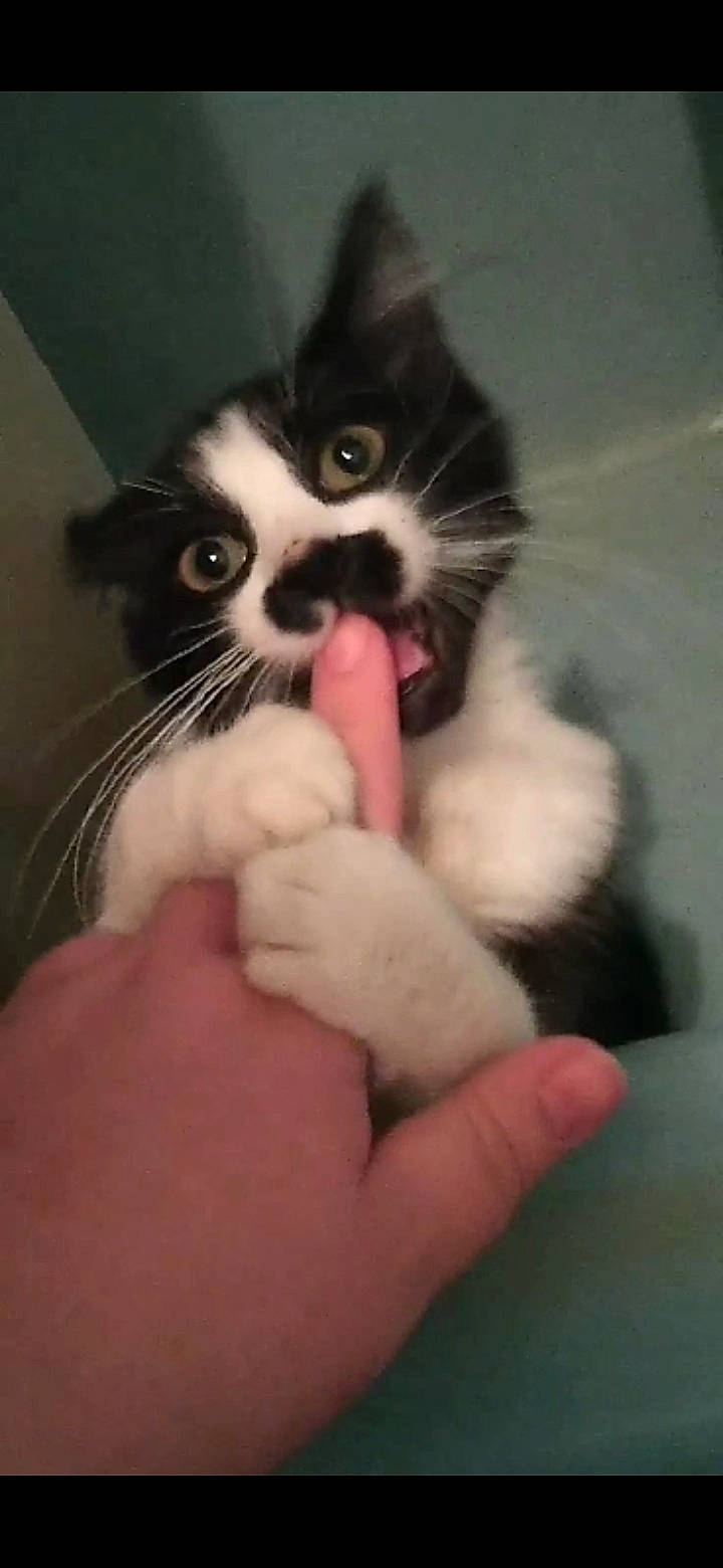 Kitler is registered to the contest to win money with this photo: carnivore, cat, ear, felidae, fur, kitten, mammal, norwegian_forest_cat, nose, paw, photo_caption, polydactyl_cat, small_to_medium_sized_cats, snout, snowshoe, whiskers