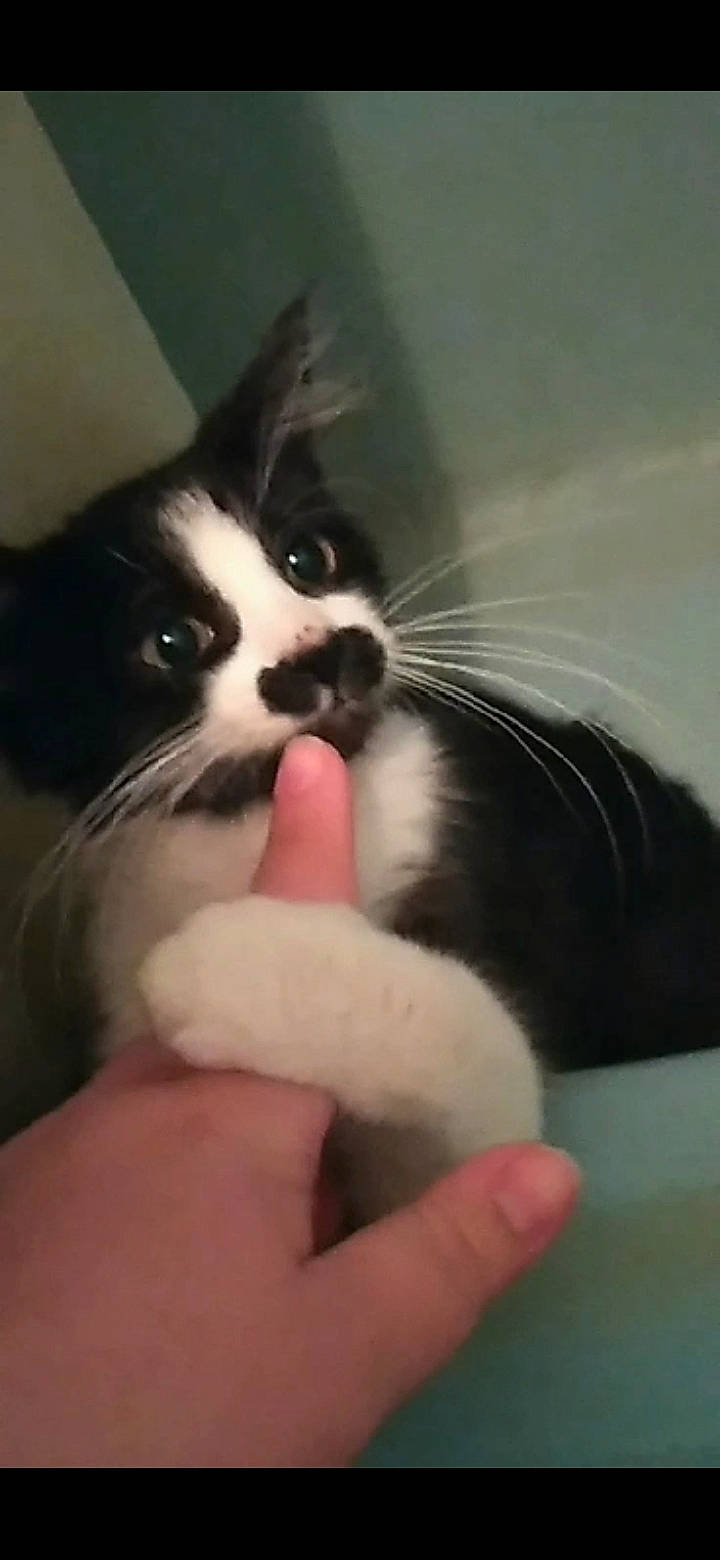 Kitler is registered to the contest to win money with this photo: black_and_white, carnivore, cat, domestic_short_haired_cat, ear, felidae, fur, hand, kitten, mammal, nose, paw, polydactyl_cat, skin, small_to_medium_sized_cats, snout, snowshoe, tail, whiskers