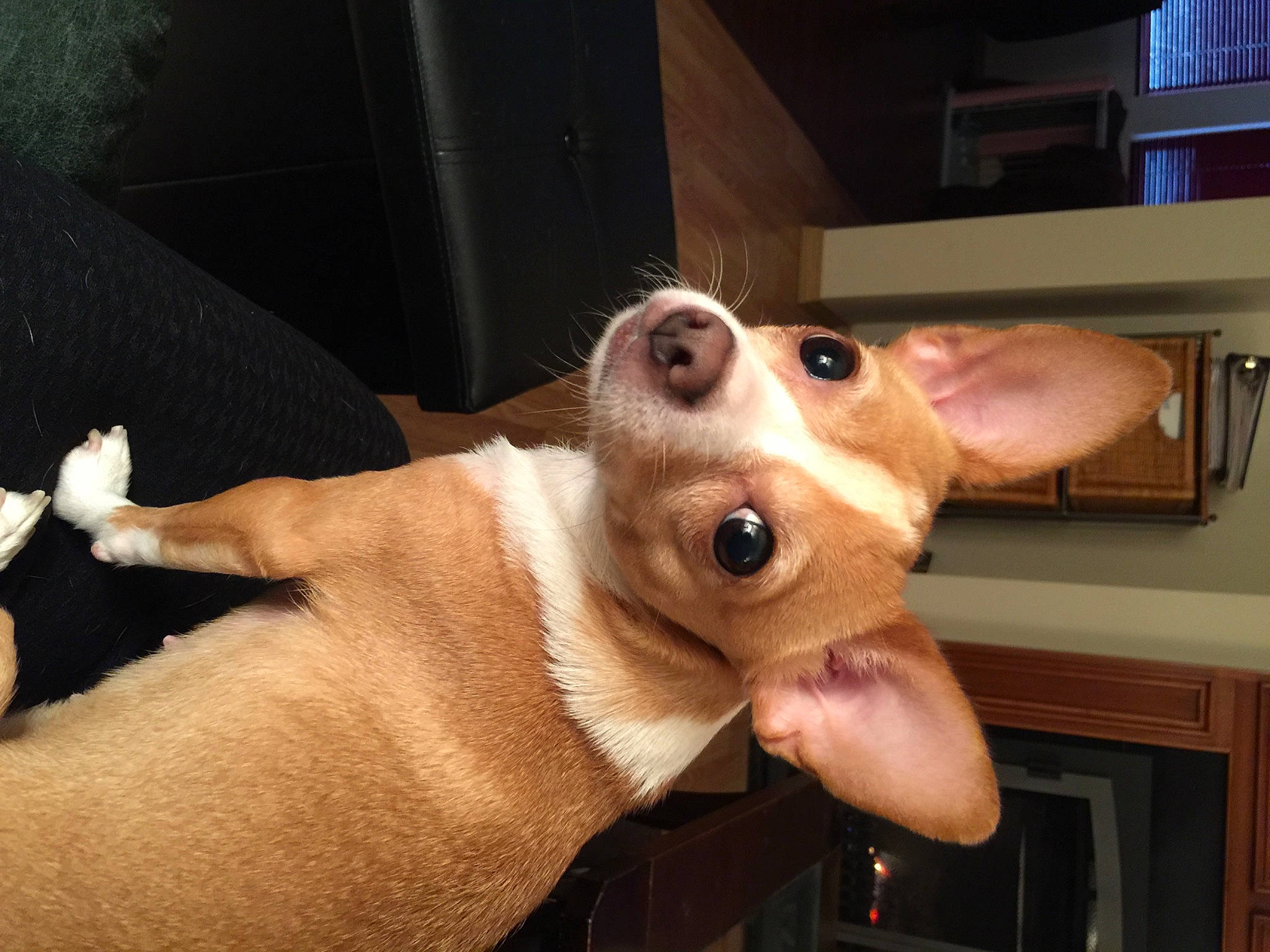 Ebony joined the competition — help win amazing prizes! canidae, carnivore, companion_dog, dog, dog_breed, ear, fawn, flesh, fur, gesture, jaw, liver, nail, snout, sporting_group, thumb, whiskers, wood, working_animal, wrinkle