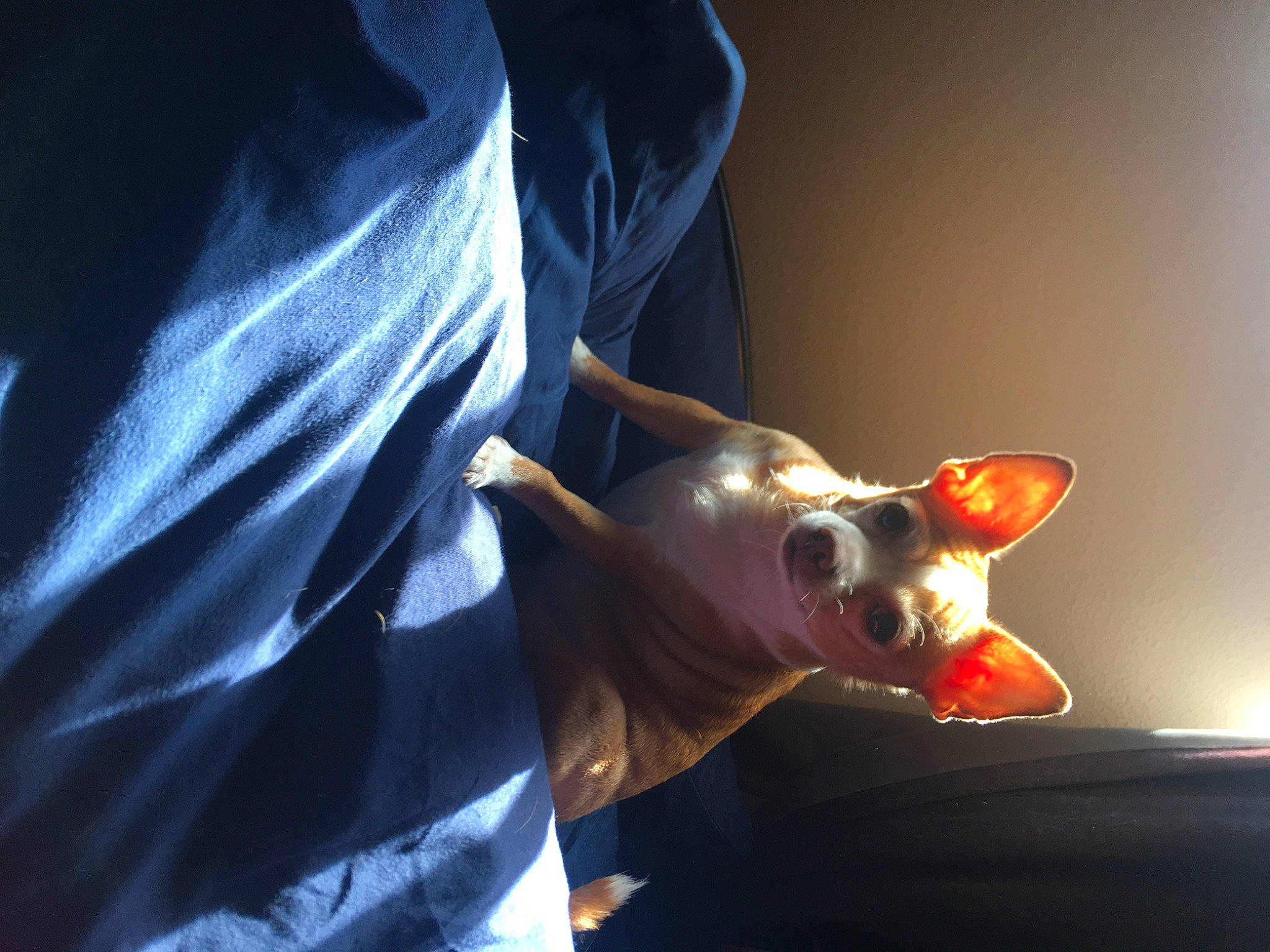 Ebony joined the competition — help win amazing prizes! canidae, carmine, carnivore, chihuahua, collar, companion_dog, darkness, dog, dog_breed, dog_supply, ear, electric_blue, eyewear, fawn, felidae, snout, sporting_group, toy, toy_dog, whiskers