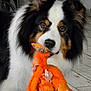 dog, toy, indoor, floor, plush_toy, worn, pet, brown_eyes, black_and_white_fur, orange, chewed_toy, close_up, fur, animal, pet_toy, playful, domestic, cute, mammal, house