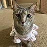 animal, carpet, cat, cat_furniture, close_up, dress, ears, frilly_clothing, fur, gray_cat, indoor, pet, pink, portrait, sitting, standing, tabby, whiskers, white, wide_eyes