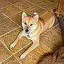 dog, tan_dog, indoor, tile_floor, pet, canine, fur, animal, paw, collar, relaxed, looking_up, close_up, companion, domestic_animal, flooring, brown, tail, ear, friendly