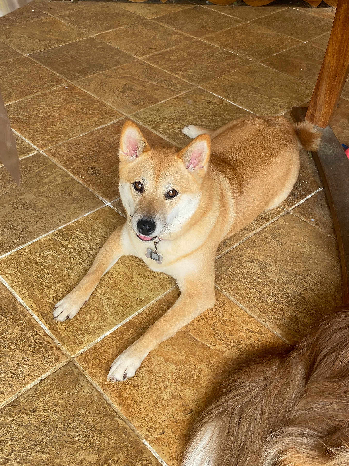 Bella a rejoint le concours — aidez-le/la à gagner de superbes lots ! dog, tan_dog, indoor, tile_floor, pet, canine, fur, animal, paw, collar, relaxed, looking_up, close_up, companion, domestic_animal, flooring, brown, tail, ear, friendly