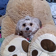Star Stokes is registered to the contest to win money with this photo: dog, plush_toy, teddy_bear, stuffed_animal, small_dog, indoor, bedroom, furry, cute, cozy, soft, animal, pet, toy, relaxed, brown, white, fur, paw, collar