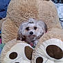 dog, plush_toy, teddy_bear, stuffed_animal, small_dog, indoor, bedroom, furry, cute, cozy, soft, animal, pet, toy, relaxed, brown, white, fur, paw, collar
