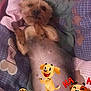 Choupette participe au concours pour gagner de l'argent avec cette photo : carnivoran, dog_like_mammal, plush, product, stuffed_toy, textile, toy, vertebrate