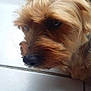 Choupette participe au concours pour gagner de l'argent avec cette photo : australian_silky_terrier, australian_terrier, cairn_terrier, carnivoran, companion_dog, dog, dog_breed, dog_breed_group, dog_like_mammal, dutch_smoushond, morkie, norfolk_terrier, puppy, rare_breed_dog, schnoodle, small_terrier, snout, sporting_lucas_terrier, terrier, yorkshire_terrier