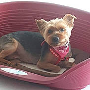 Choupette a rejoint le concours — aidez-le/la à gagner de superbes lots ! carnivoran, companion_dog, dog, dog_breed, dog_like_mammal, norwich_terrier, puppy, small_terrier, snout, terrier, yorkshire_terrier
