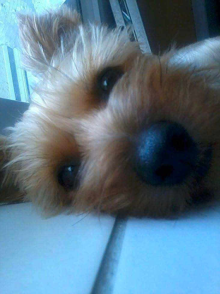 Choupette