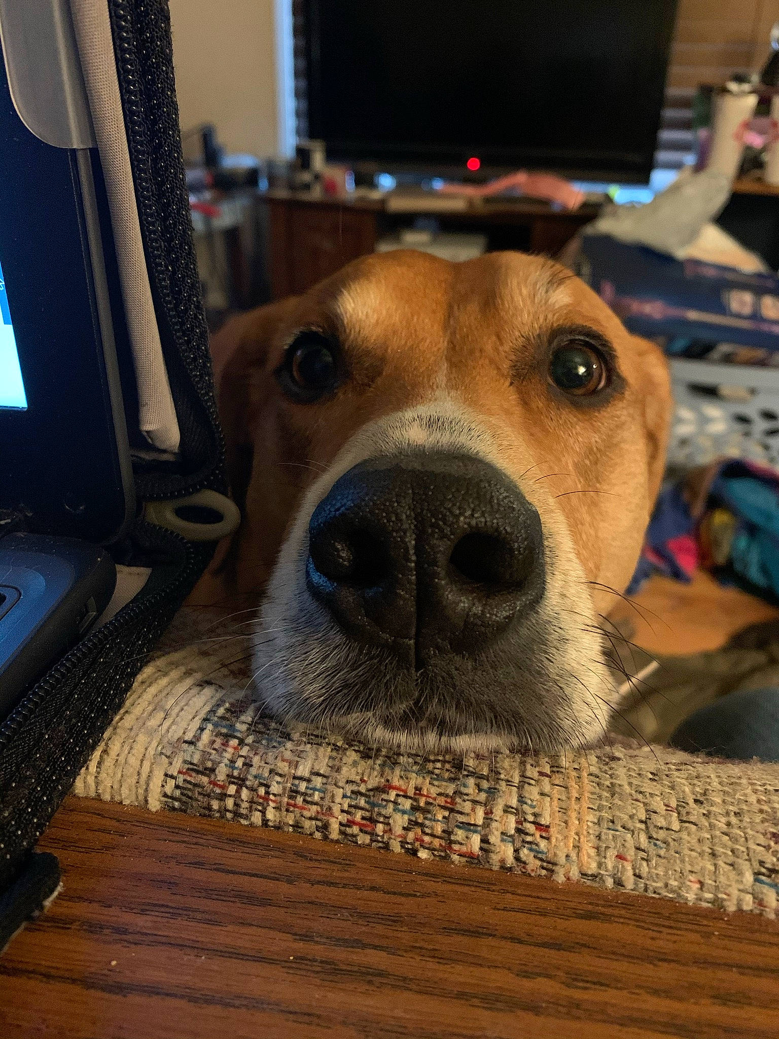 Tucker is registered to the contest to win money with this photo: audio_equipment, cable_television, carnivore, collar, comfort, companion_dog, computer_keyboard, computer_monitor, display_device, dog, dog_breed, electronic_device, fawn, flooring, gadget, selfie, snout, television, whiskers, wood